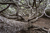 Remarkable pine, Porquerolles Island, Var, Port Cros National Park, France