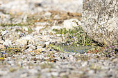 Ocellated lizard (Timon lepidus), Alpilles, Bouches-du-Rhône, France