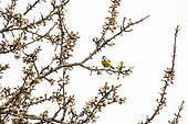 Blue tit (Cyanistes caeruleus) in a flowering almond tree, Luberon, France