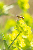 Honey bee (Apis mellifera) foraging on serrate spurge (Euphorbia serrata), Luberon, Vaucluse, France