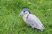 Boat-billed Heron (Cochlearius cochlearius) adult in a marsh, Brazil