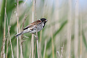 Reed Bunting (Emberiza schoeniclus) adult male marking his territory, ringed individual, Finistère, France