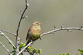 Cirl Bunting (Emberiza cirlus) adult female perched guarding her territory in spring, Finistère, France