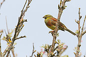Cirl Bunting (Emberiza cirlus) adult female perched guarding her territory in spring, Finistère, France