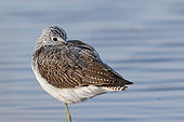 Common Greenshank (Tringa nebularia) in breeding plumage, at rest, wintering in a lagoon, Finistère, France