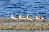 Common Greenshank (Tringa nebularia) group in breeding plumage, at rest on an islet at high tide, Finistère, France