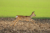 Roe Deer (Capreolus capreolus) surprised female jumping in stubble fields in winter, Finistère, France