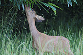 Roe deer (Capreolus capreolus) Female on the edge of a wood eating chestnut leaves in the heat of summer, Finistère, France