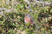 Dartford Warbler (Sylvia undata) male perched in a blackthorn tree surveying its territory in early spring, Finistère, France
