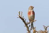 Eurasian linnet (Acanthis cannabina) perched adult guarding its territory against a blue sky, Finistère, France