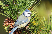 Blue tit (Cyanistes caeruleus) adult in winter looking for pine seeds, Finistère, France