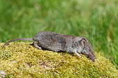 Greater White-toothed Shrew (Crocidura russula) looking for prey in the moss, Finistère, France