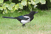 Black-billed Magpie (Pica pica) adult prospecting in a garden, Finistère, France