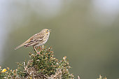 Meadow Pipit (Anthus pratensis) adult perched in spring singing on its territory, Finistère, France