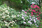 Spring garden scene with rhododendrons and azaleas, Finistère, France
