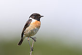 Siberian Stonechat (Saxicola torquata rubicola) adult male perched on a stem observing his territory, Finistère, France