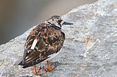 Ruddy Turnstone (Arenaria interpres) nuptial moulting on the rocks at high tide ready for the upward migration, Finistère, France