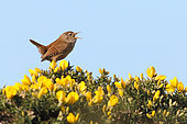 Wren (Troglodytes troglodytes)singing on the gorse in bloom against a blue sky and its territory in spring, Finistère, France