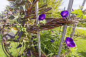 Tall Morning Glory 'Kniola's Black', Ipomoea purpurea 'Kniola's Black', flowers
