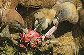 Griffon vultures (Gyps fulvus) fighting for offal, Spain