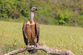 Griffon vulture (Gyps fulvus) on a branch, Spain