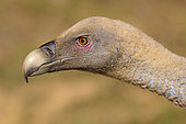 Portrait of a Griffon Vulture (Gyps fulvus), Spain