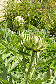 Globe artichoke (Cynara scolymus) in garden