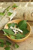 Birch (Betulus sp), benefits of its leaves and bark, used in infusion, decoction, sap, multiple properties