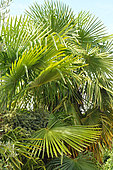 Horticultural palm (Arecaceae sp) in the garden