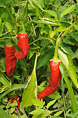 Pepper (Capsicum annuum) in the garden