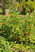 Tomatoes (Solanum lycopersicum) with stakes in the garden