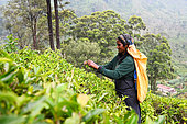 Woman picking up tea in one of the plantations on the mountains around the city of Nuwara Aliya. Nuwara Eliya. Sri Lanka.