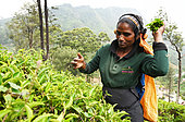 Woman picking up tea in one of the plantations on the mountains around the city of Nuwara Aliya. Nuwara Eliya. Sri Lanka.