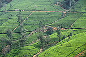 Tea plantations "Edinburgh" on the mountains around the city of Nuwara Aliya. Tangalle. Sri Lanka.