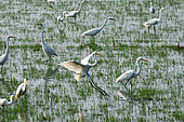 White herons and aigrets in a field looking for food. Yala national park. Sri Lanka.