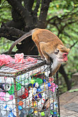 Toque Macaque (Macaca sinica) looking for food in a dust bin. Yala national park. Sri Lanka.