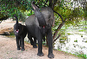 Asian elephant (Elephas maximus) female and its young eating tree leaves. Yala national park. Sri Lanka.