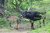 Water buffalo (Bubalus bubalis) female with its young. Yala national park. Sri Lanka.