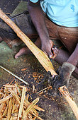 Man cutting off the barck of a cinnamon branch to make cinnamon rolls. Galle. Sri-Lanka.