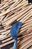Rolls of cinnamon barks drying. Galle. Sri-Lanka.