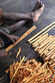 Man making rolls of cinnamon barks for drying. Galle. Sri-Lanka.