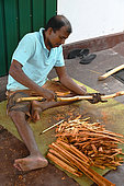 Man cutting off the barck of a cinnamon branch to make cinnamon rolls. Galle. Sri-Lanka.