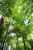 The Peradeniya botanical garden and its forest of ferns. Kandy. Sri Lanka.