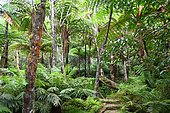 The Peradeniya botanical garden and its forest of ferns. Kandy. Sri Lanka.