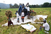 People in a rice field harvesting the rice with a machine separating the rice from the straw. Ella. Sri-Lanka.