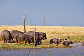 Hippo or Hippopotamus (Hippopotamus amphibius). Lake Kariba. Zimbabwe
