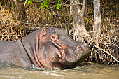 Hippopotamus (Hippopotamus amphibius). Isimangaliso Wetland Park (Greater St Lucia Wetland Park). KwaZulu Natal. South Africa