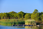Hippopotamus (Hippopotamus amphibius). Isimangaliso Wetland Park (Greater St Lucia Wetland Park). KwaZulu Natal. South Africa.