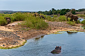 Elephant {Loxodonta Africana} and a Hippo or Hippopotamus (Hippopotamus amphibius) in the Olifants River near Olifants Camp. Kruger National Park. Mpumalanga. South Africa.
