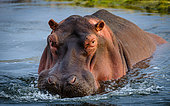Hippopotamus or Hippo (Hippopotamus amphibius). Kruger National Park. Mpumalanga. South Africa.